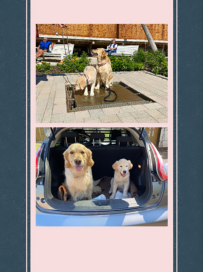 Golden Valley of Peace - Golden Retriever