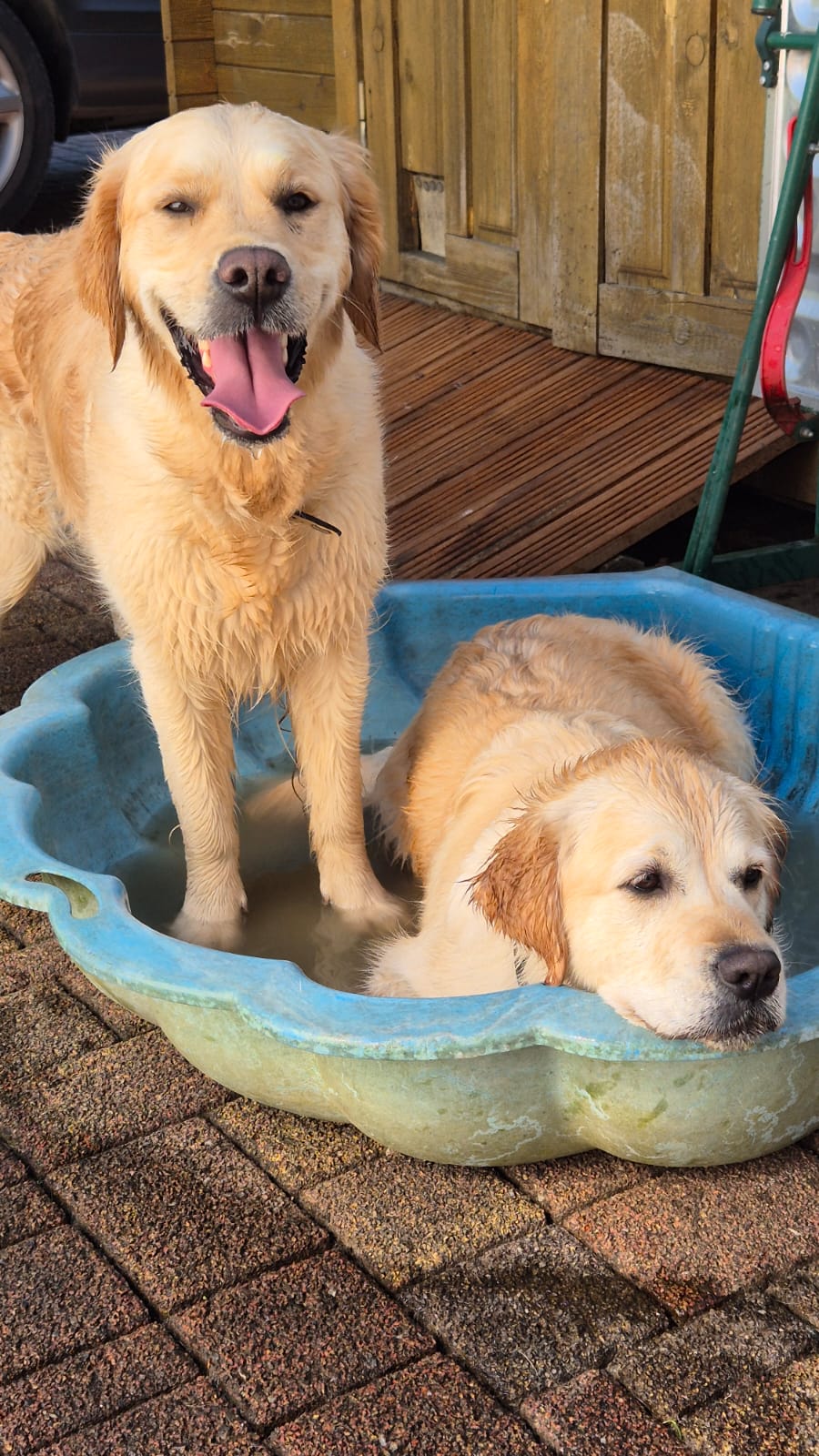 Golden Valley of Peace - Golden Retriever