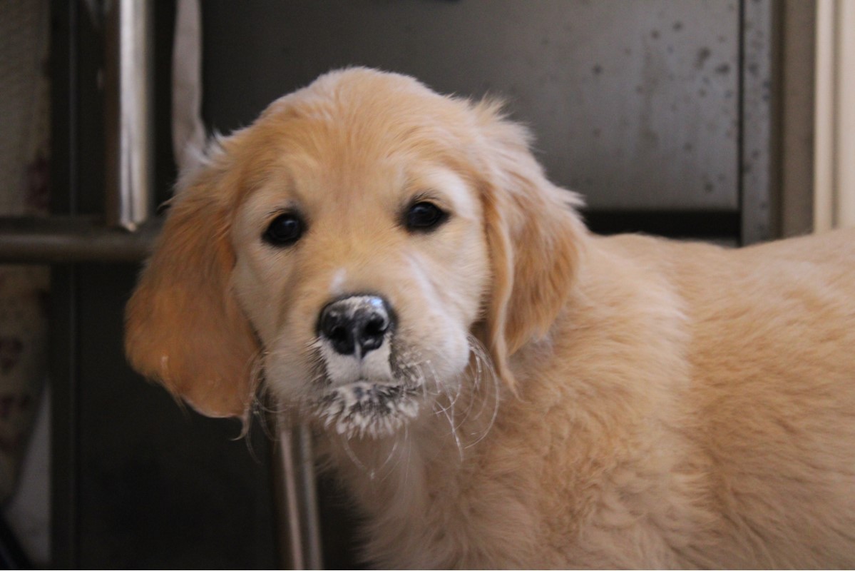 Golden Valley of Peace - Golden Retriever