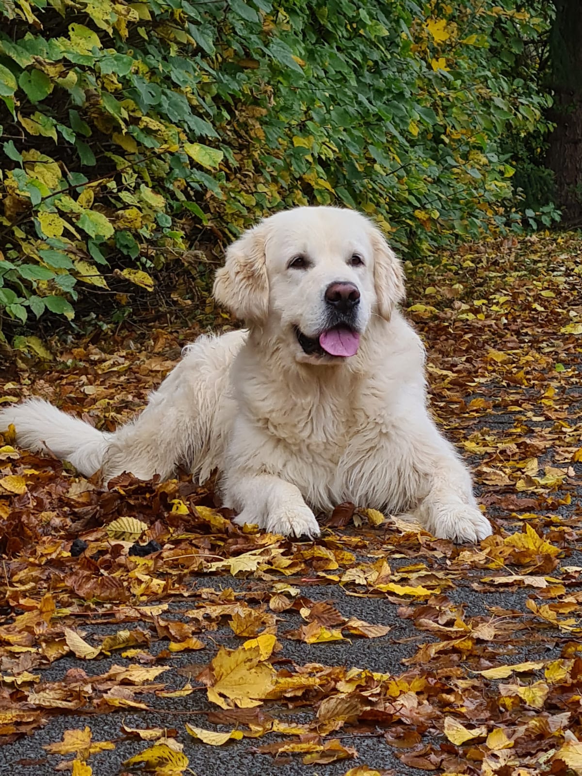 Raffa - Golden Retriever Hund