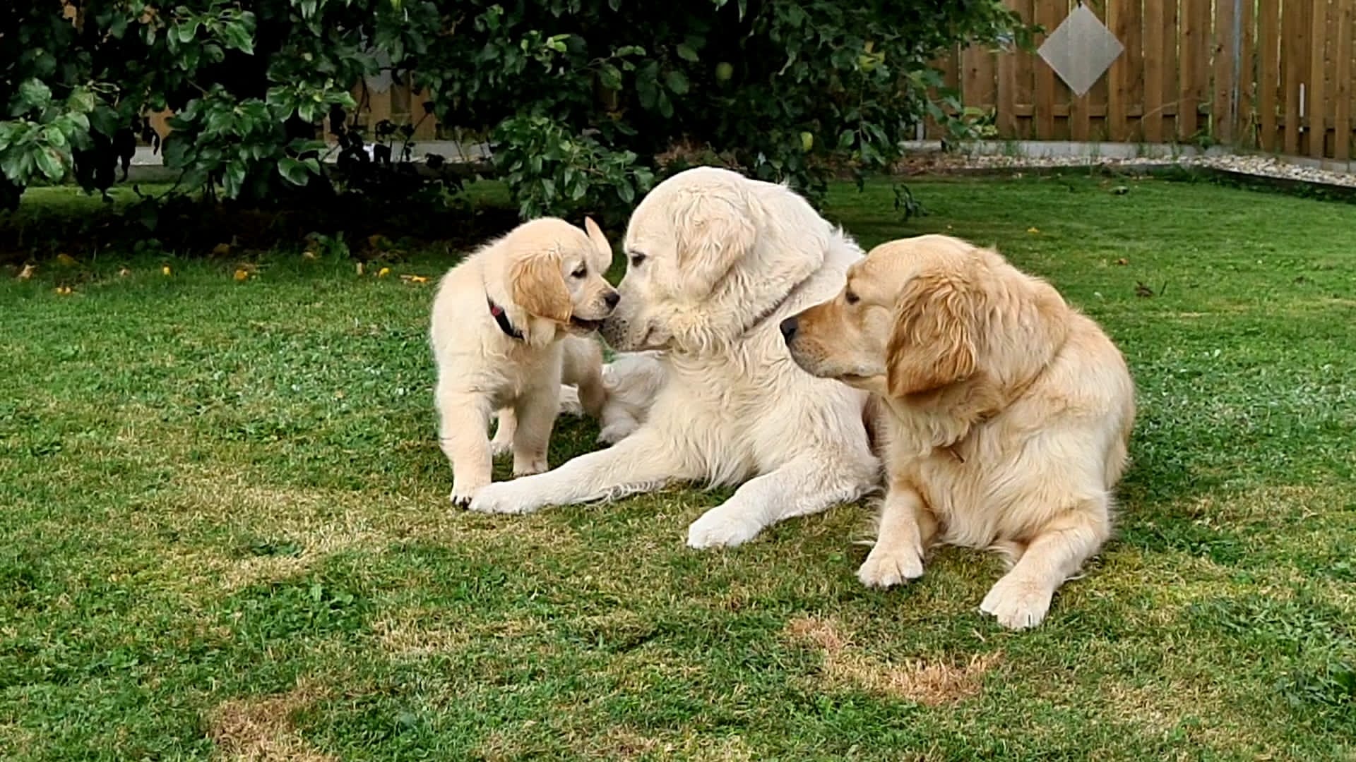 Golden Valley of Peace - Golden Retriever