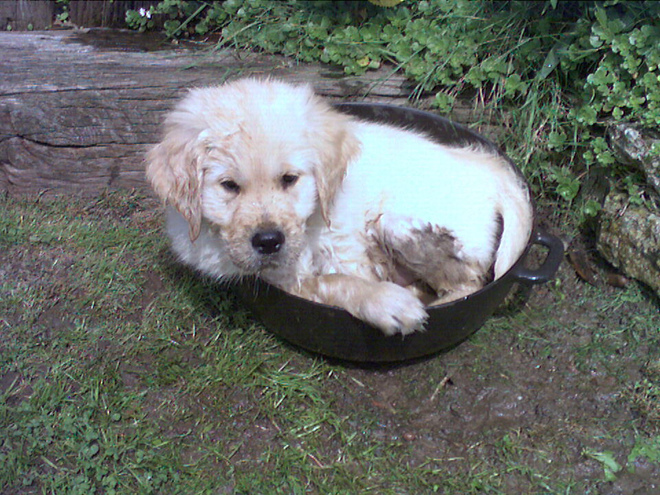 Wurfplanung und zukünftige Welpen