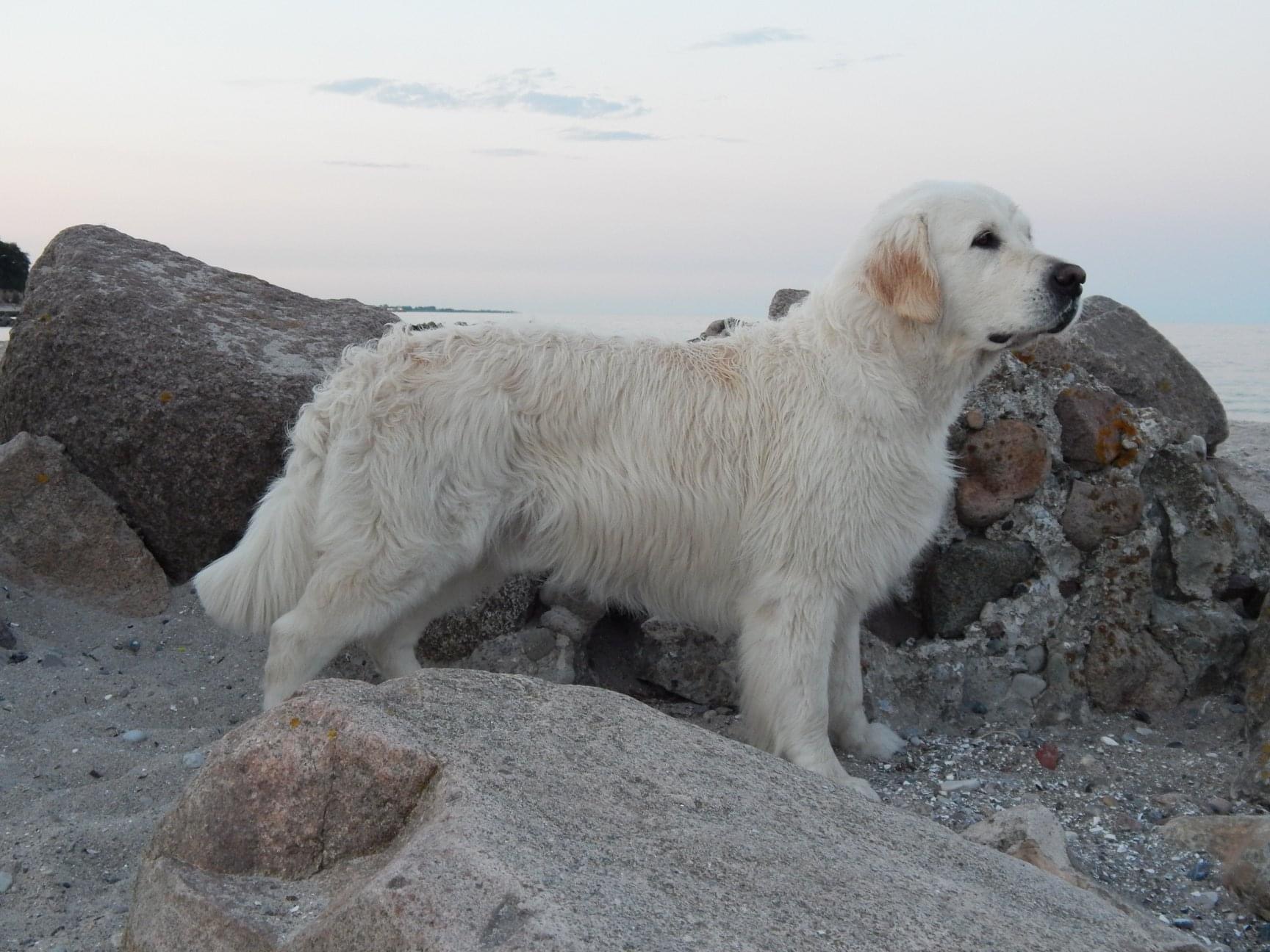 Golden Valley of Peace - Golden Retriever