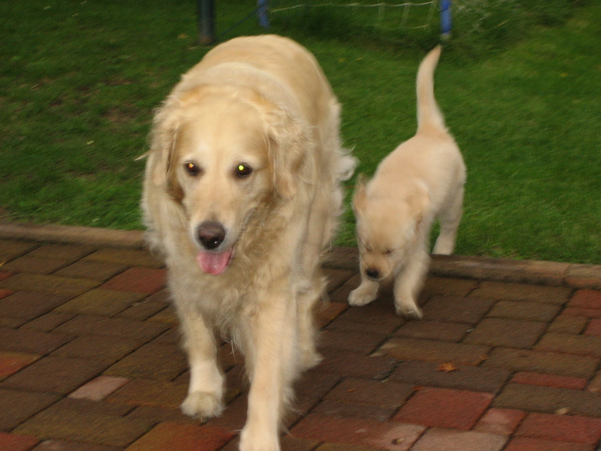 Tammy - Golden Retriever Hund