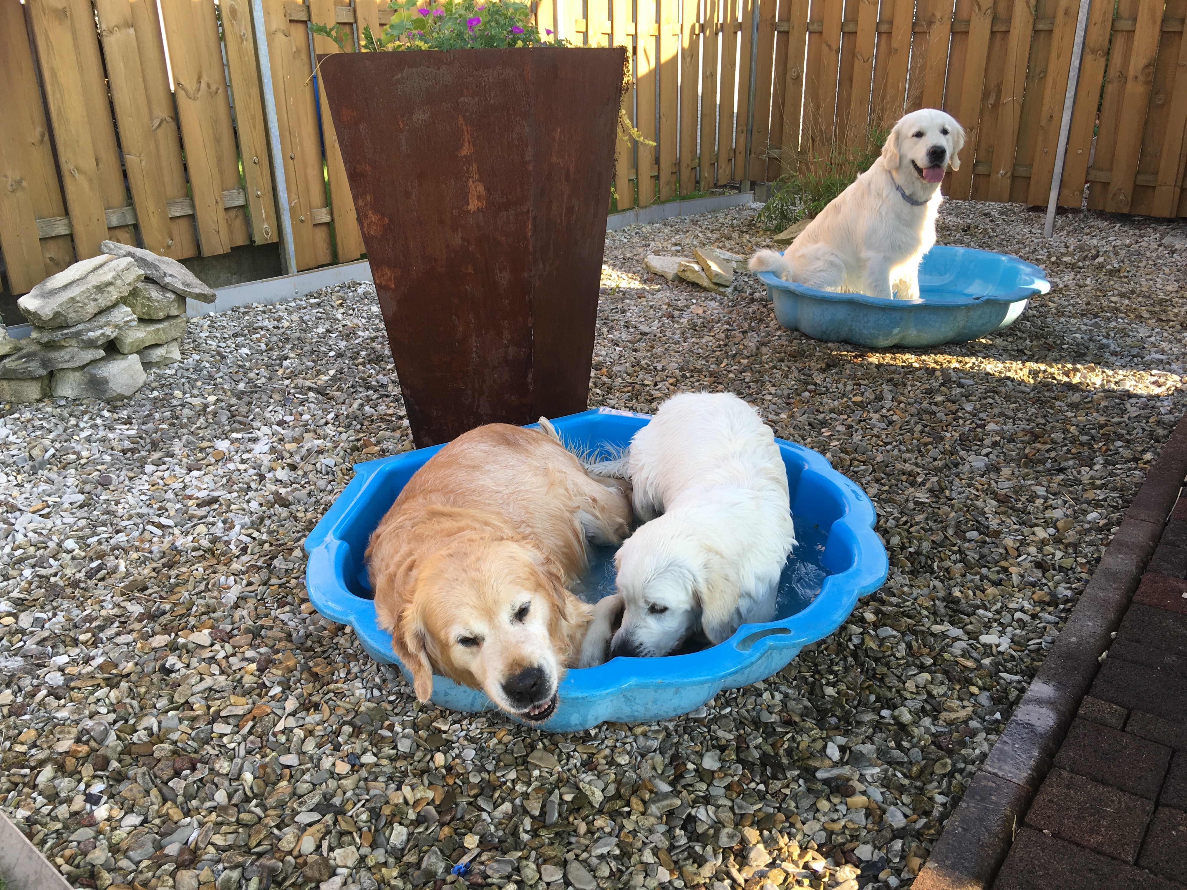 Golden Valley of Peace - Golden Retriever