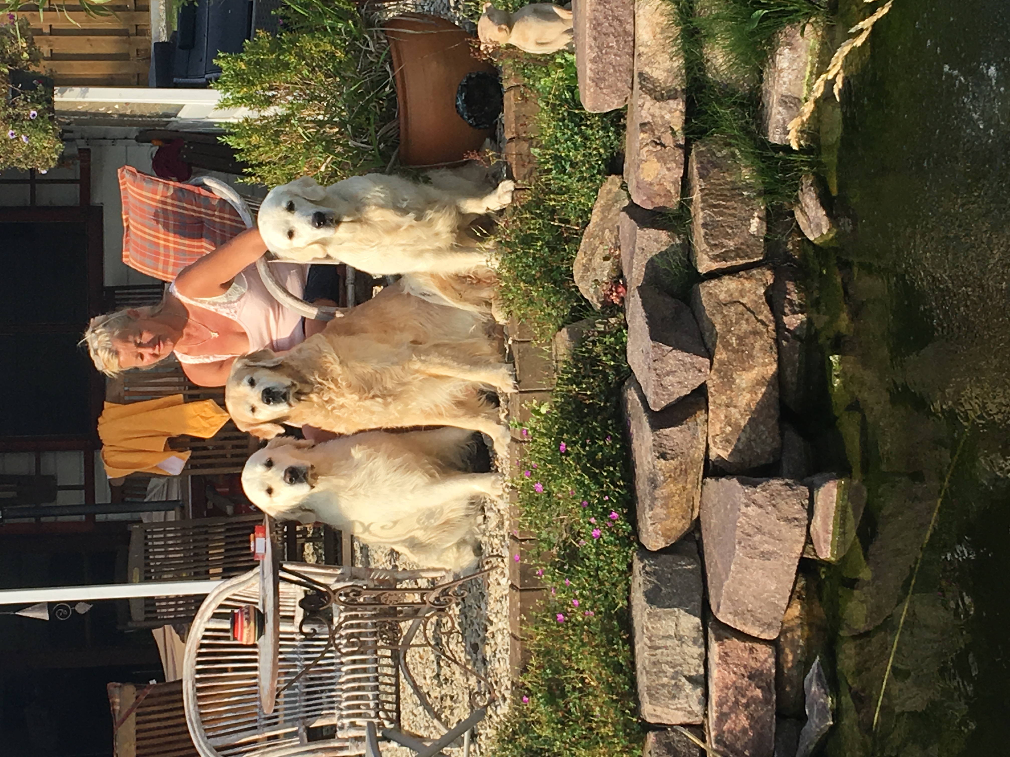 Golden Valley of Peace - Golden Retriever