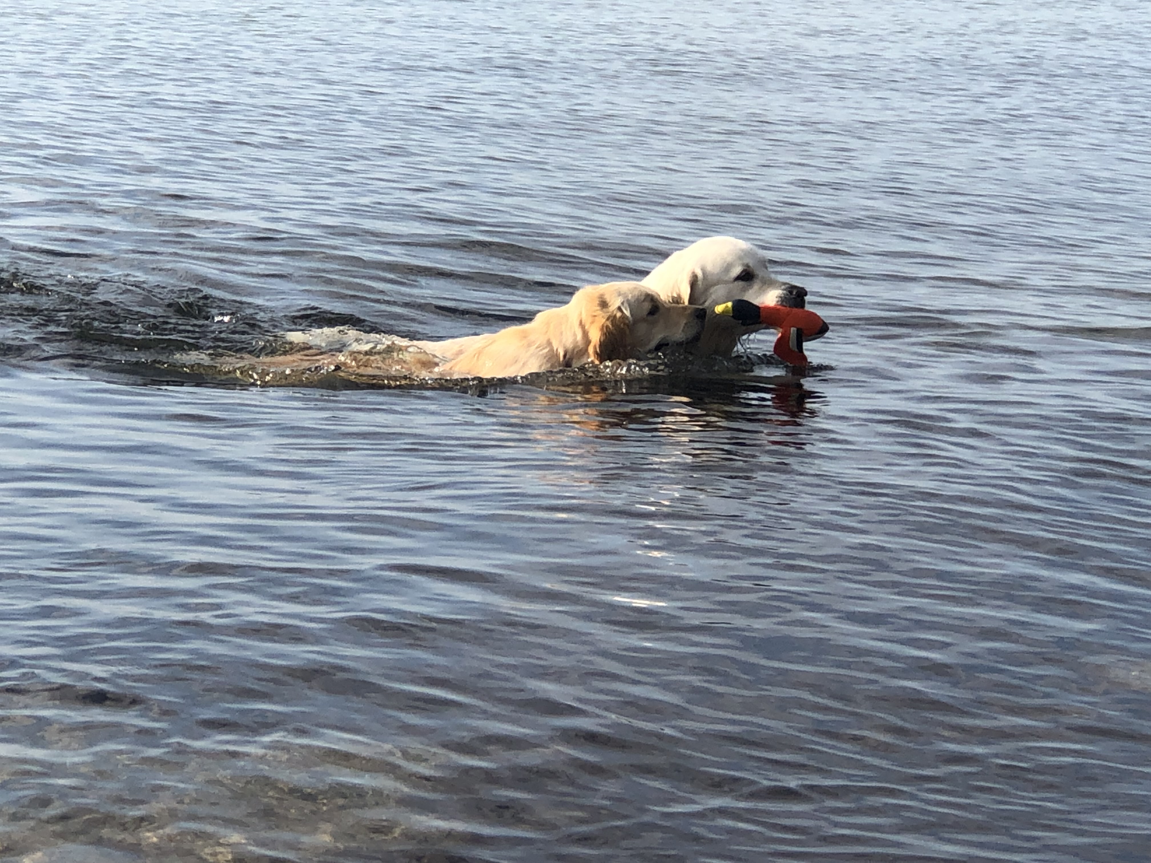 Golden Valley of Peace - Golden Retriever
