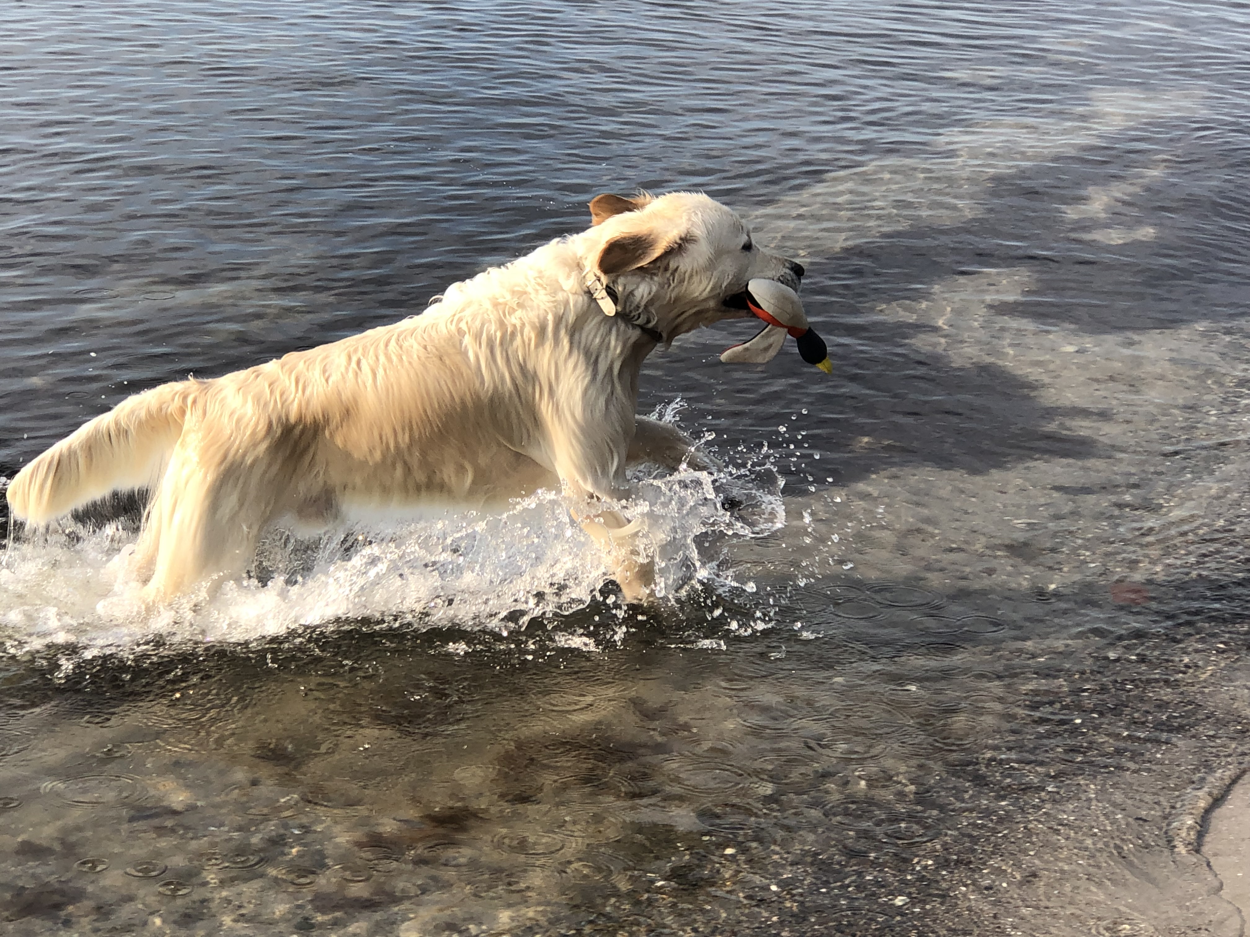 Golden Valley of Peace - Golden Retriever