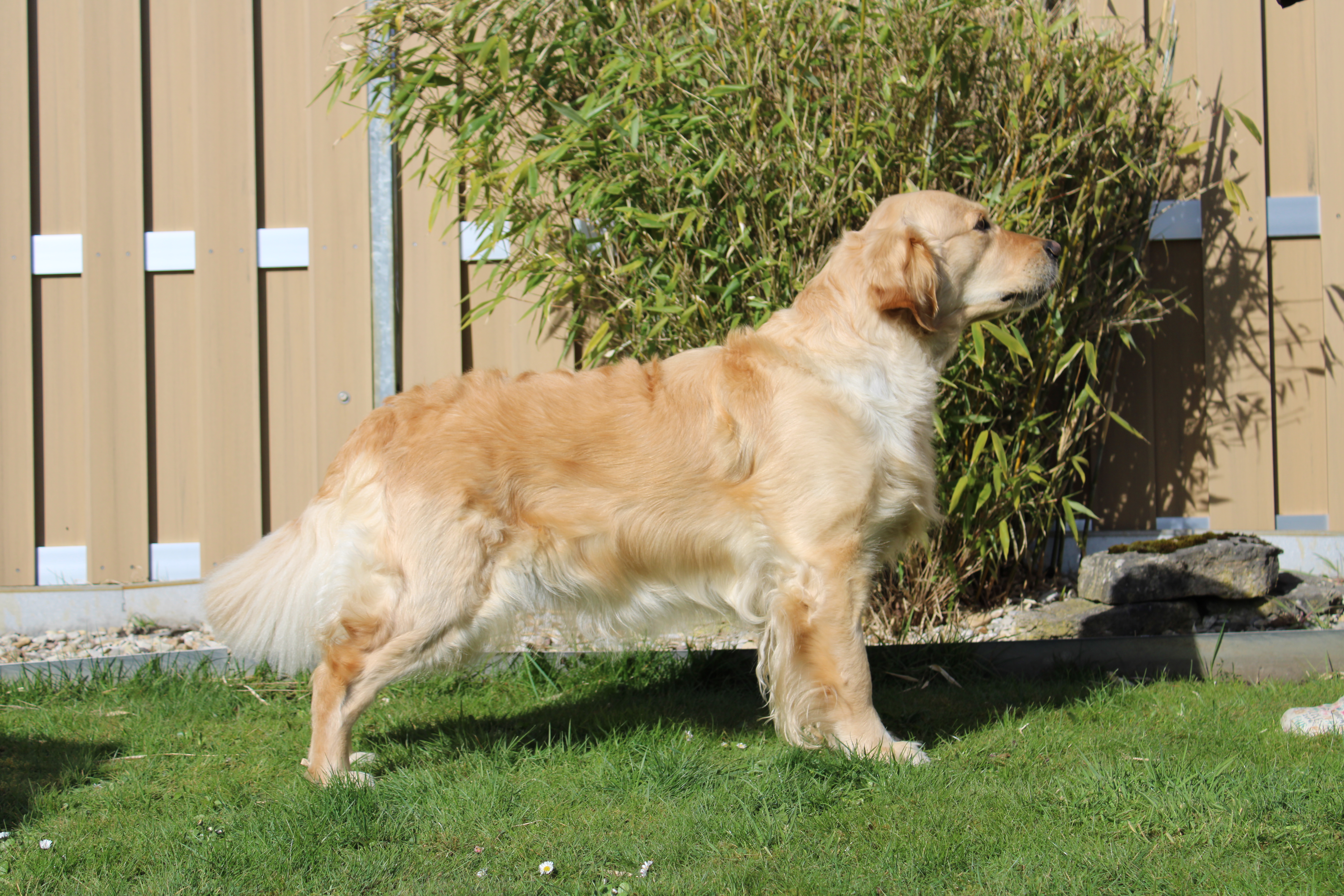 Djuna - Golden Retriever Hündin