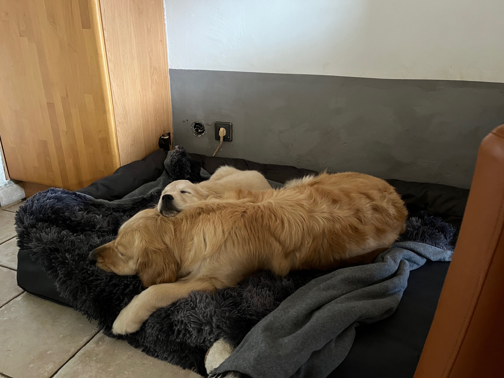 Golden Valley of Peace - Golden Retriever