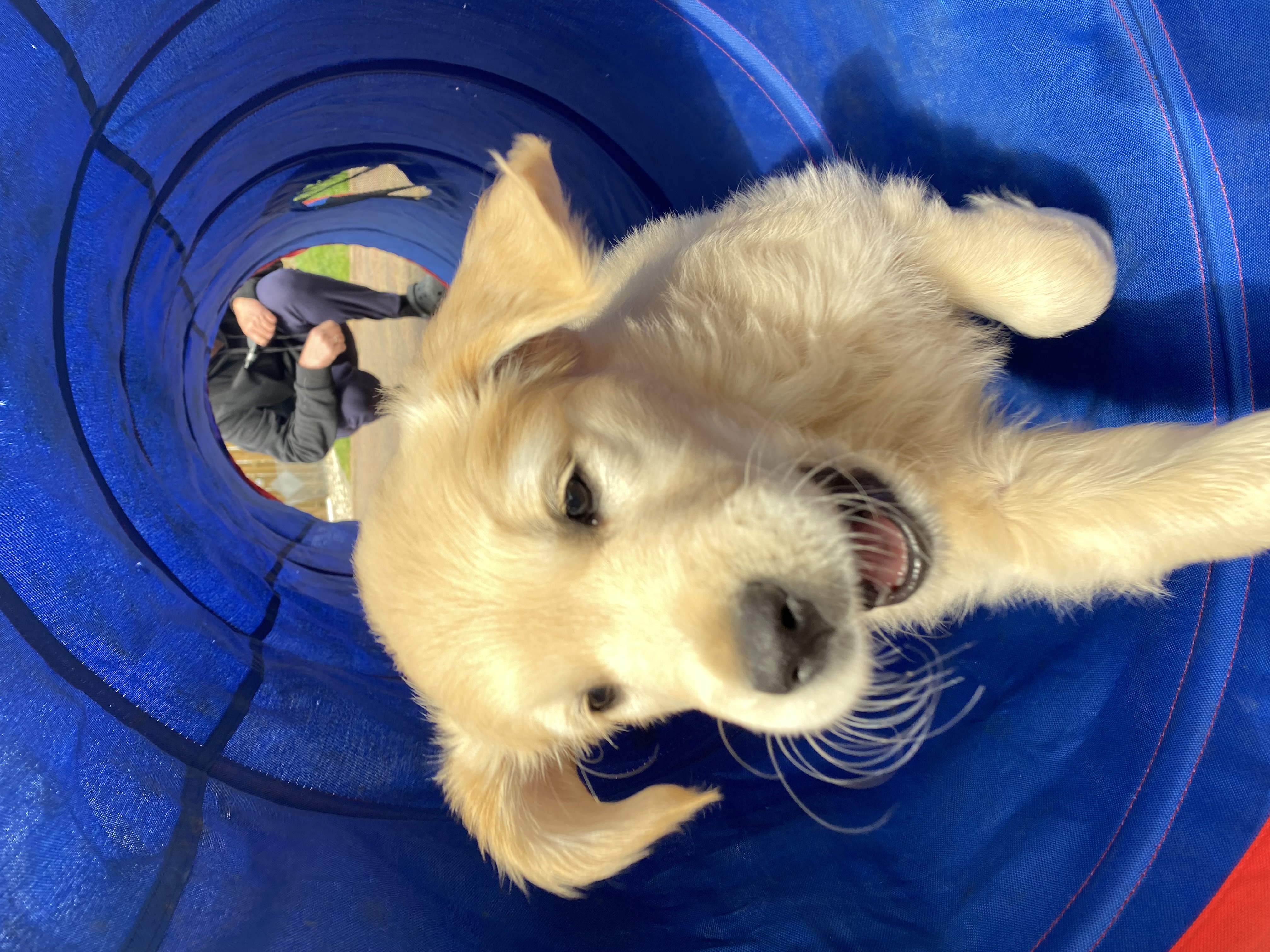 Golden Valley of Peace - Golden Retriever