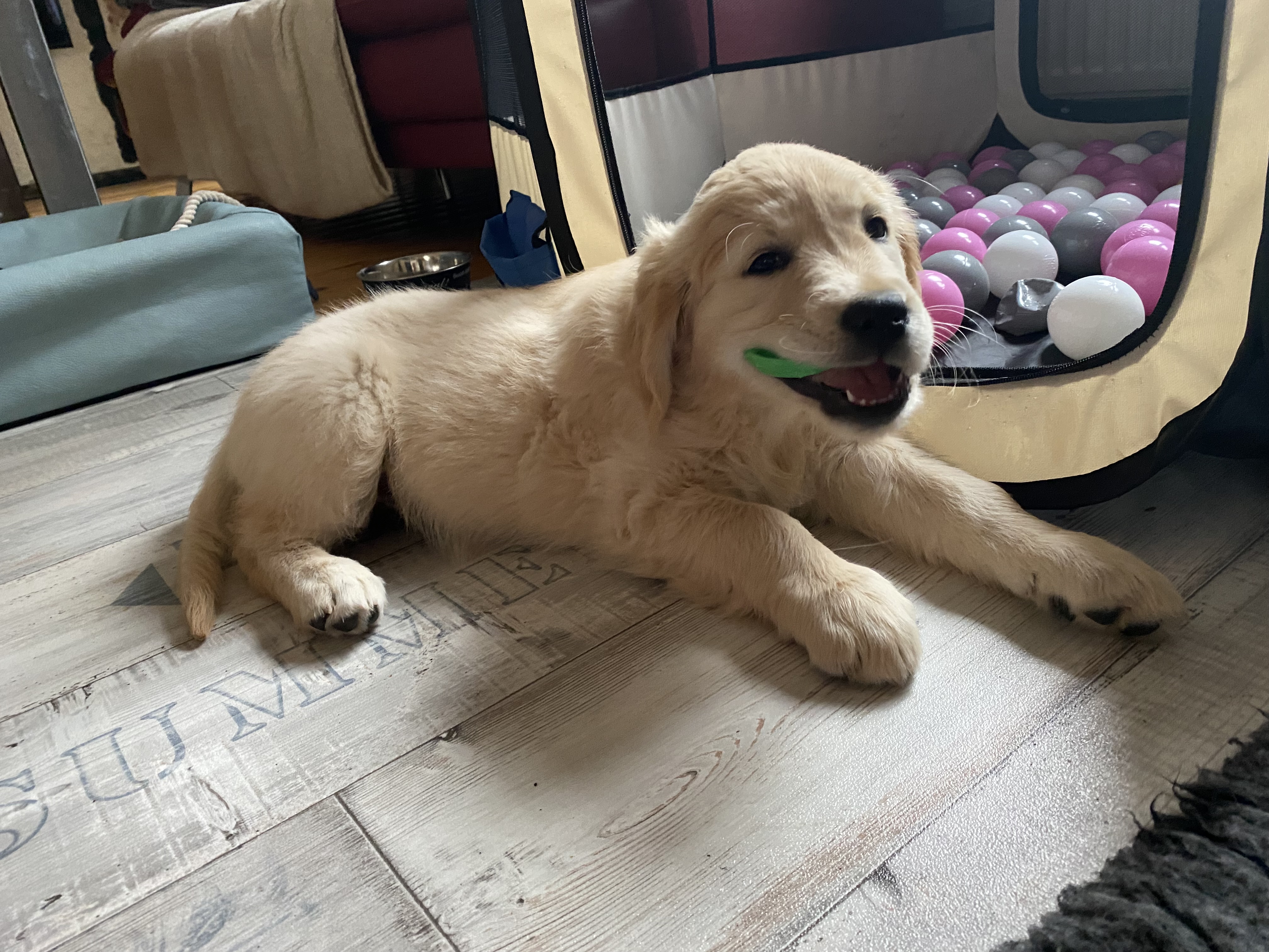 Golden Valley of Peace - Golden Retriever