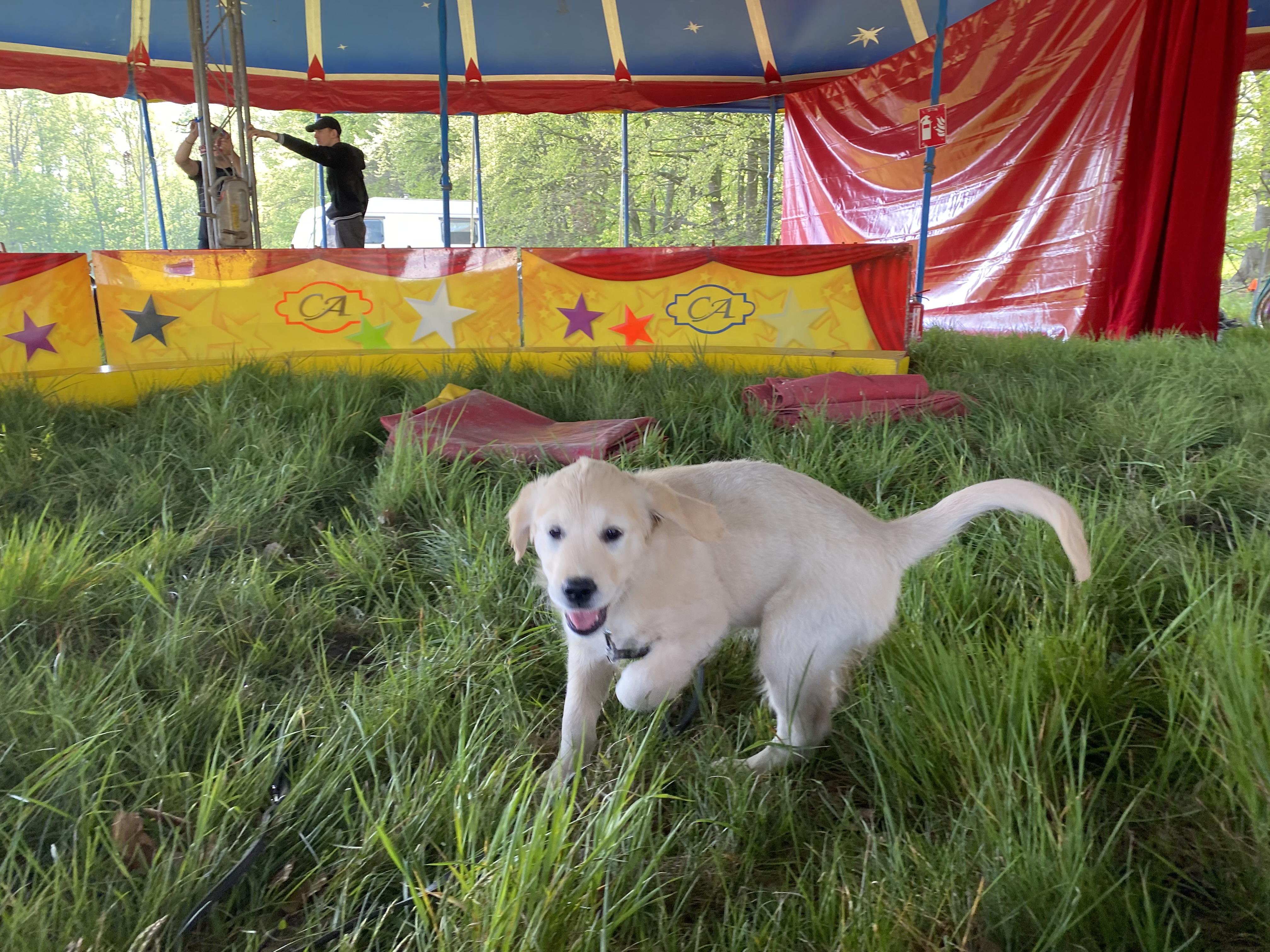 Golden Valley of Peace - Golden Retriever