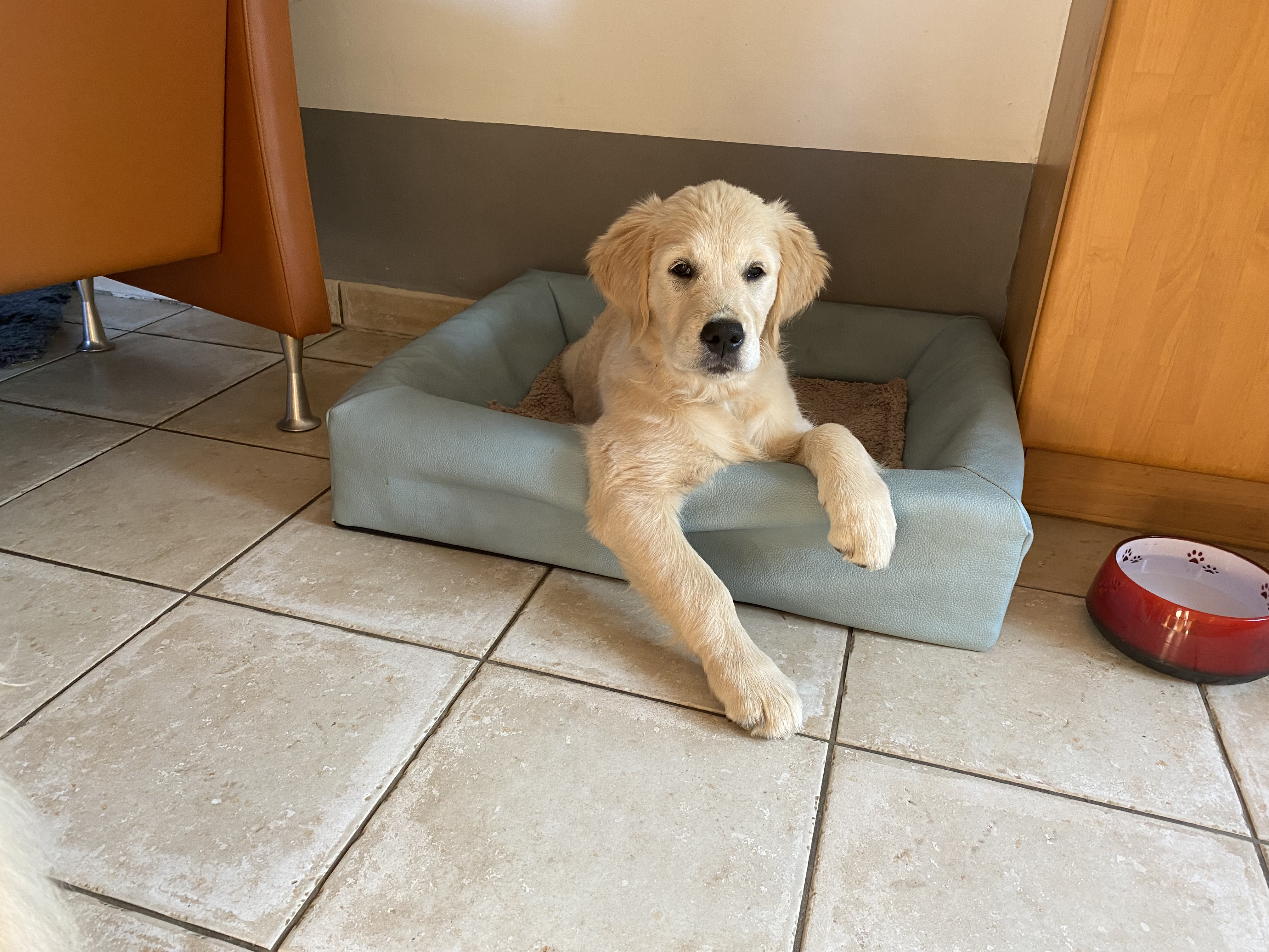 Golden Valley of Peace - Golden Retriever