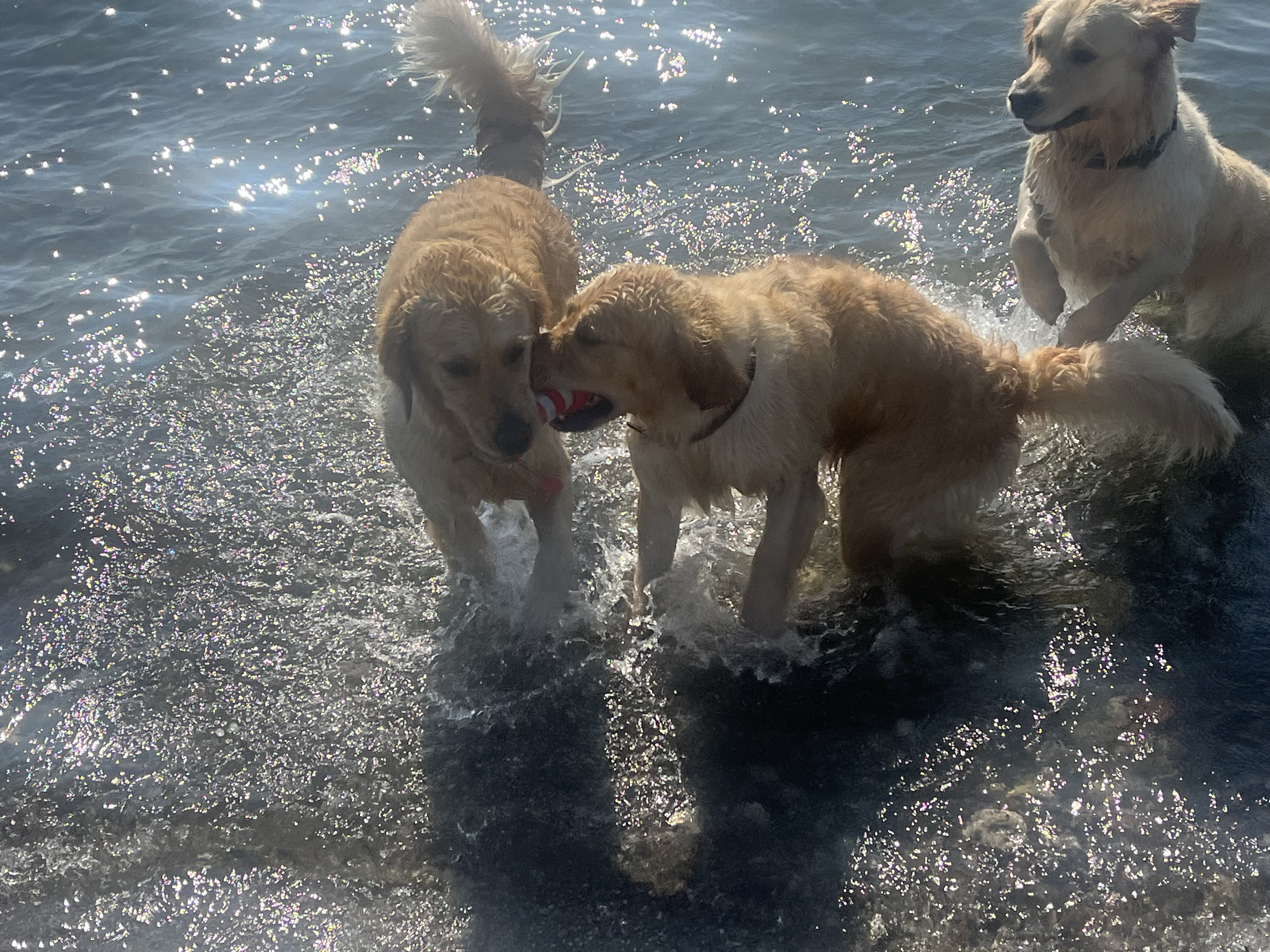 Golden Valley of Peace - Golden Retriever