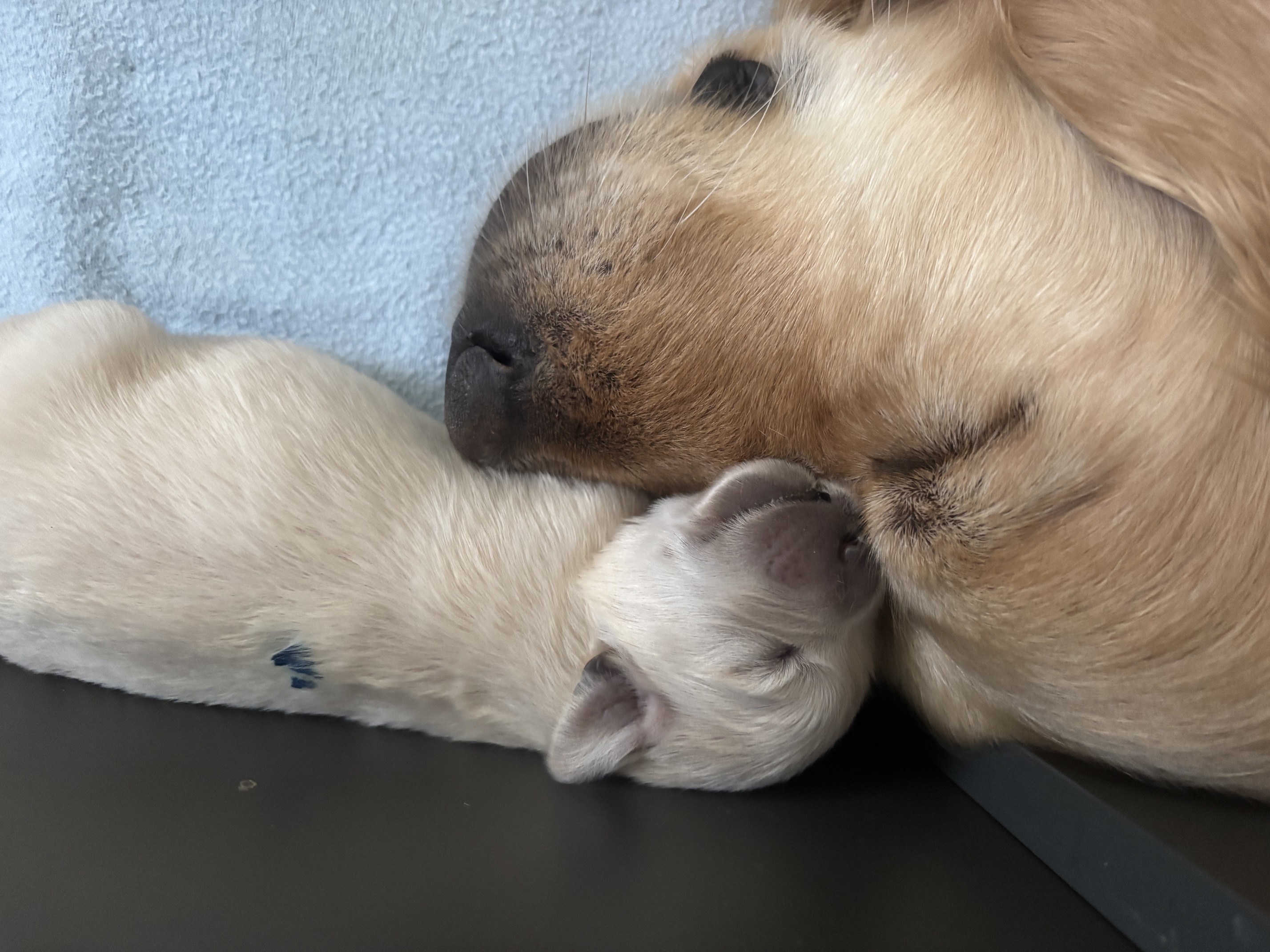 Kuscheln bei Mama Maze