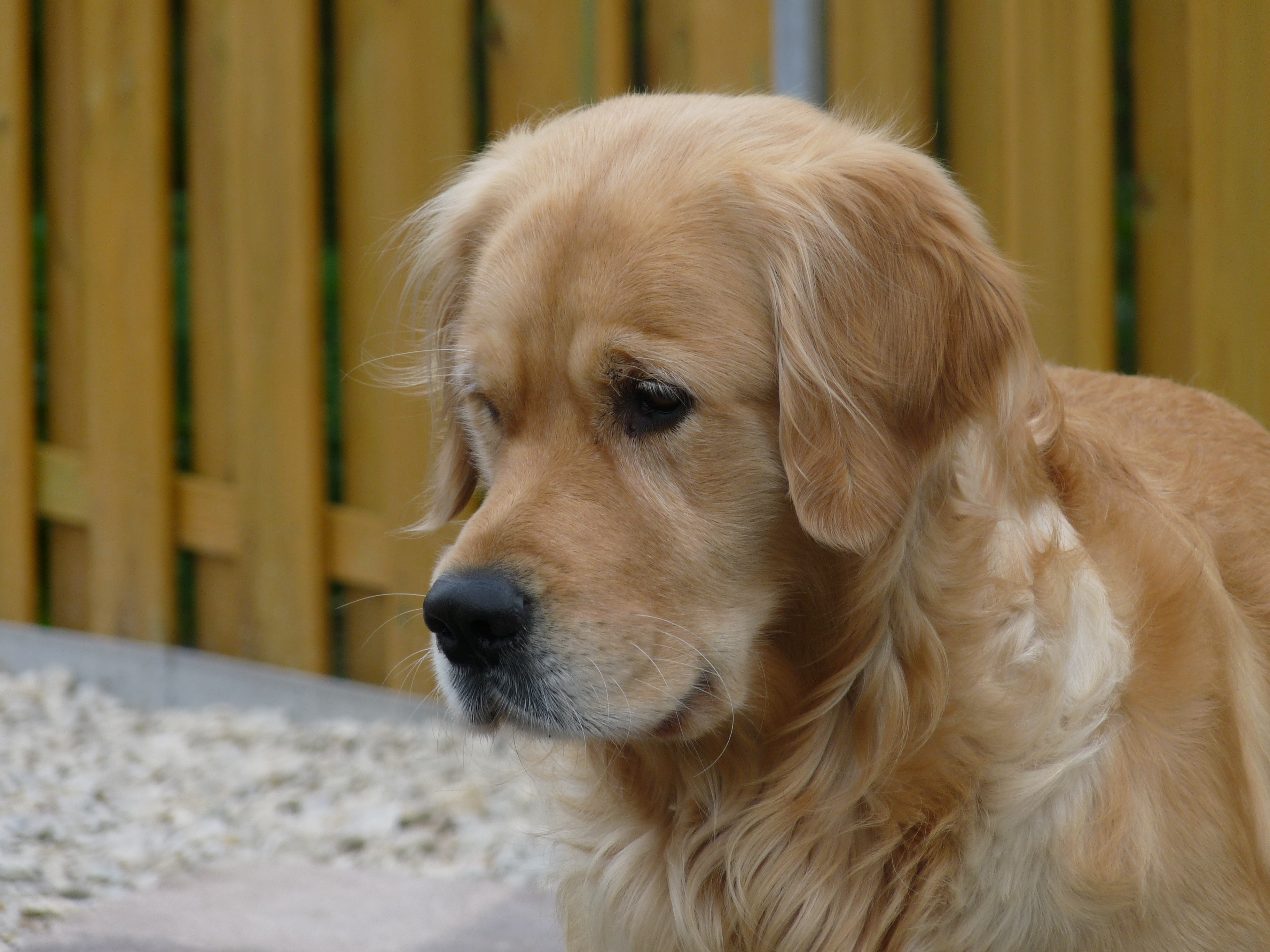 Djuke - Golden Retriever Hund