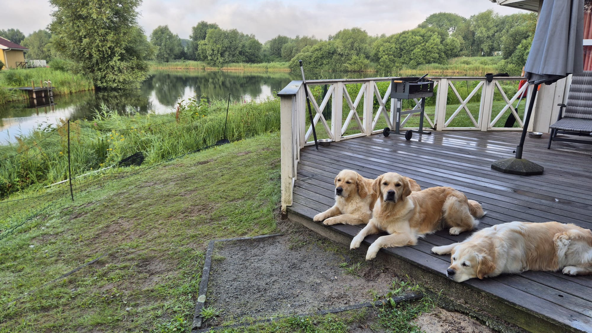 Golden Valley of Peace - Golden Retriever