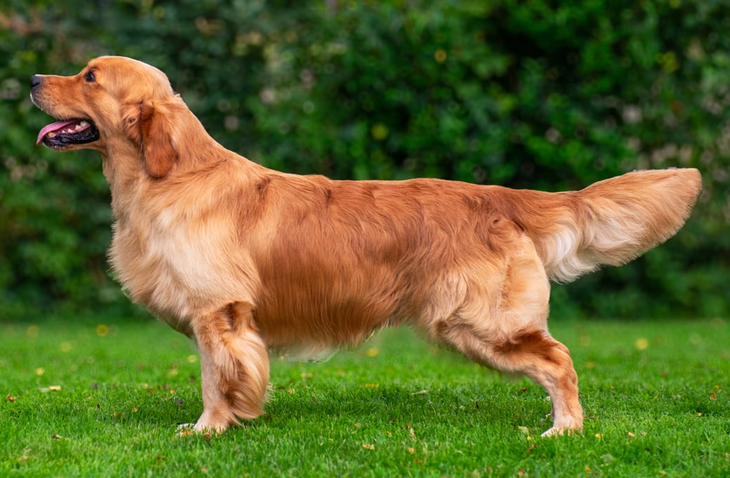 Golden Valley of Peace - Golden Retriever