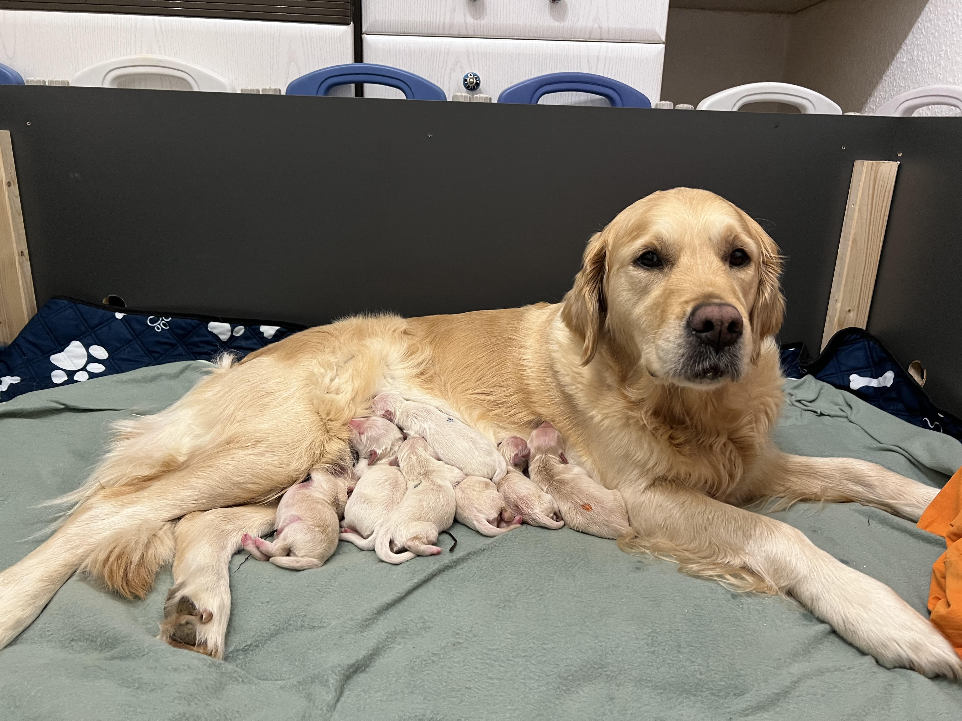 Unsere frisch geborenen Golden Retriever Welpen